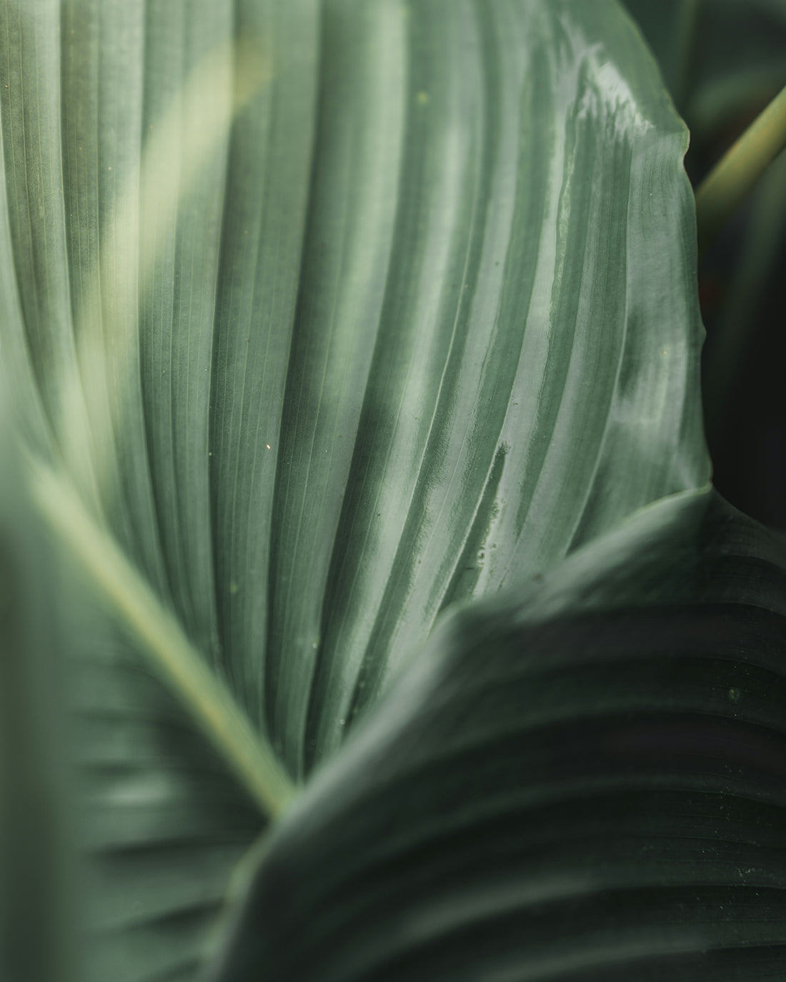 green leaf plant in close up photography