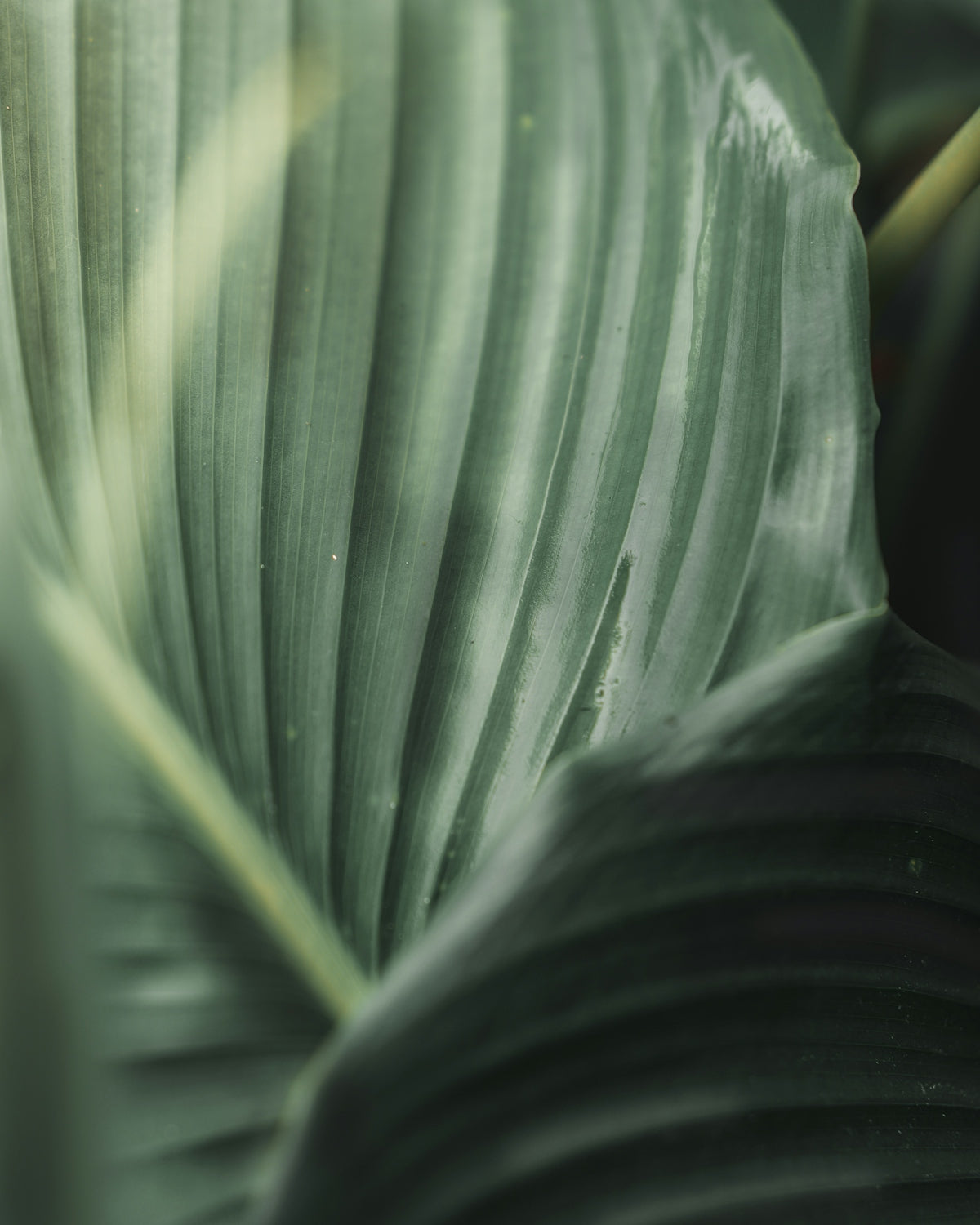 green leaf plant in close up photography