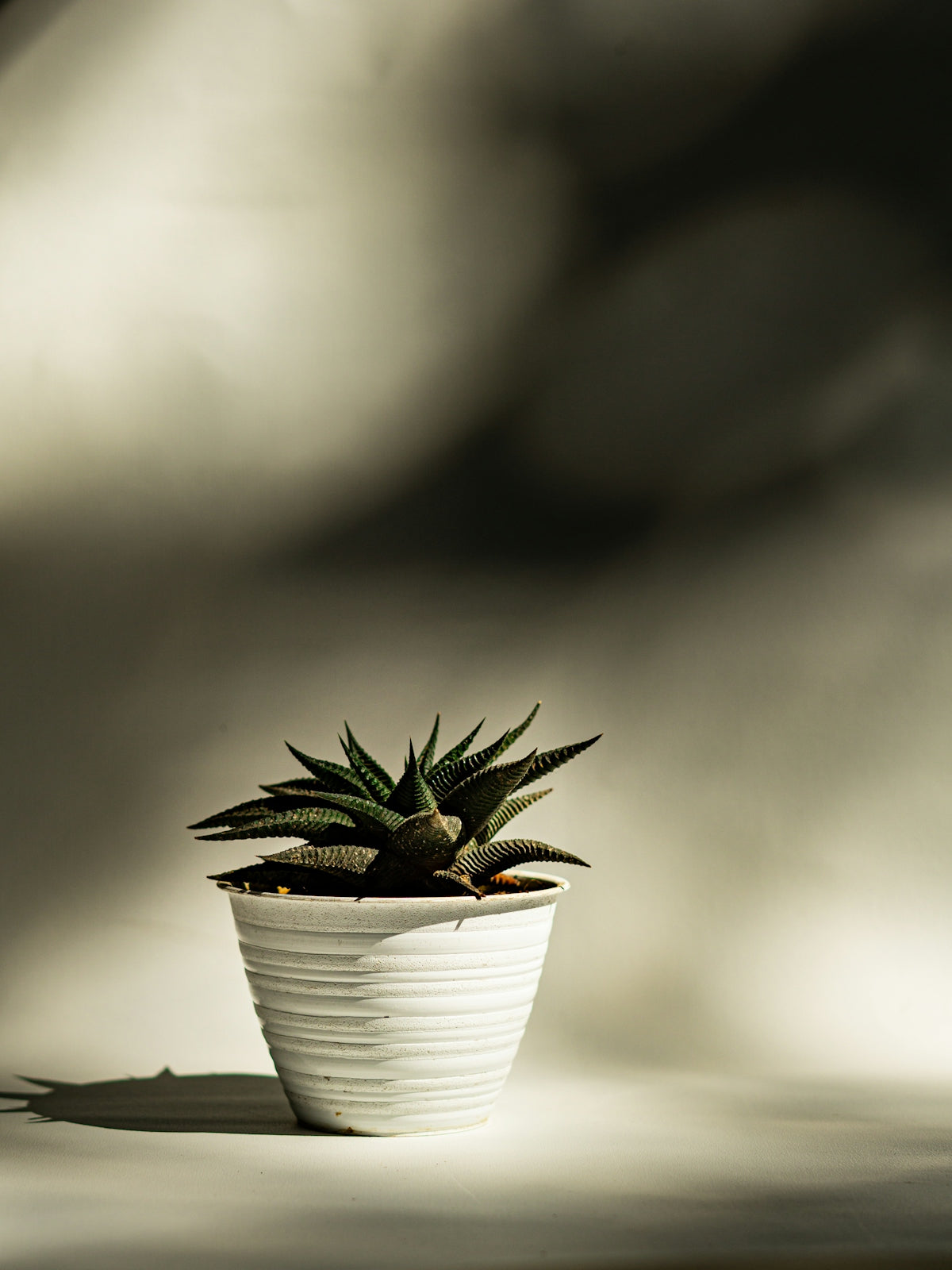 green plant in white ceramic pot