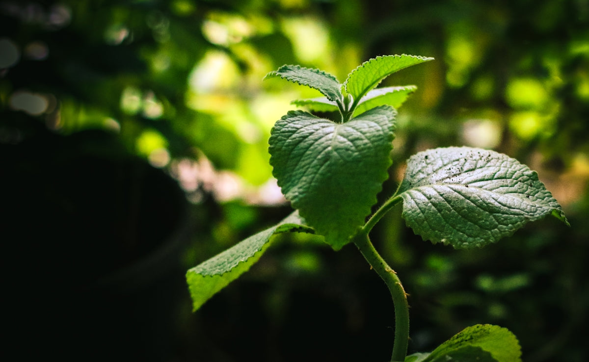 green leaf plant in close up photography