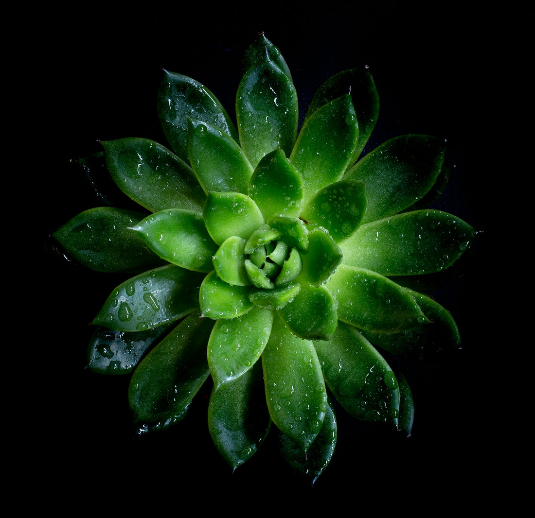 a green flower with water droplets on it
