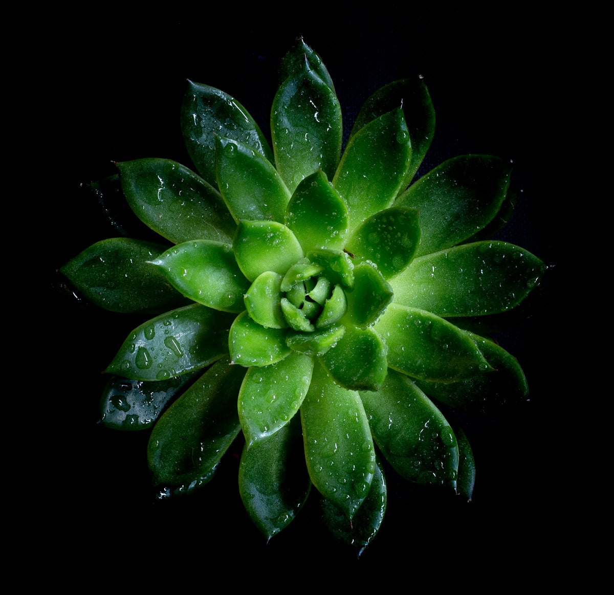 a green flower with water droplets on it