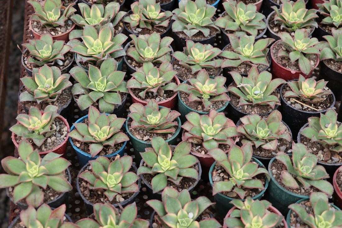 a bunch of plants that are in some pots