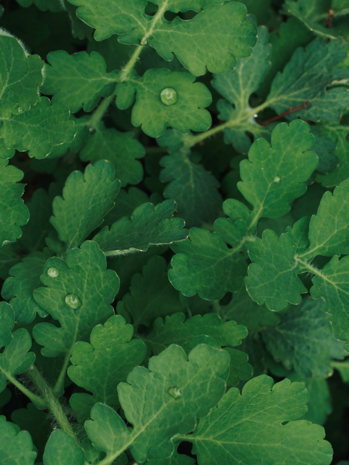 green leaves with drops of water on them