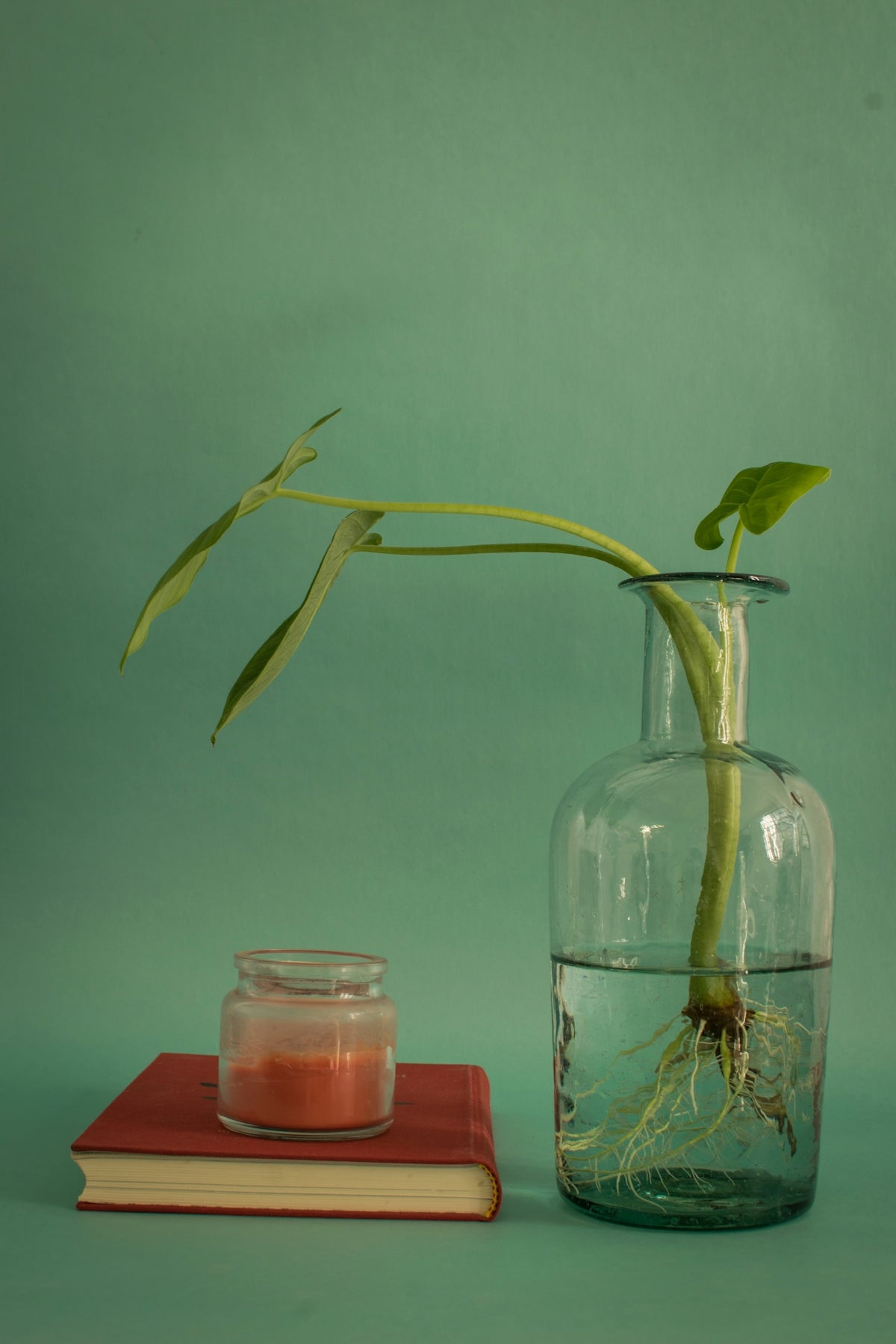 a green plant in a glass vase next to a book