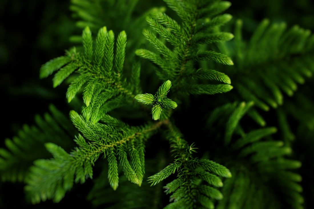 a close-up of some plants