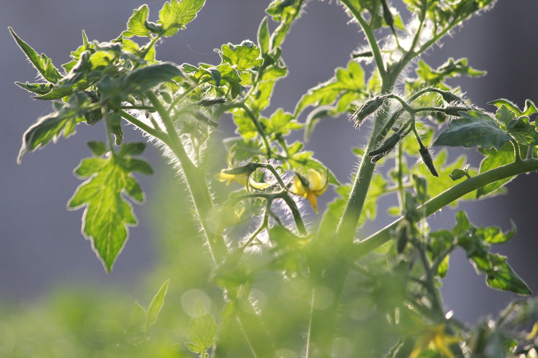 a close-up of a plant