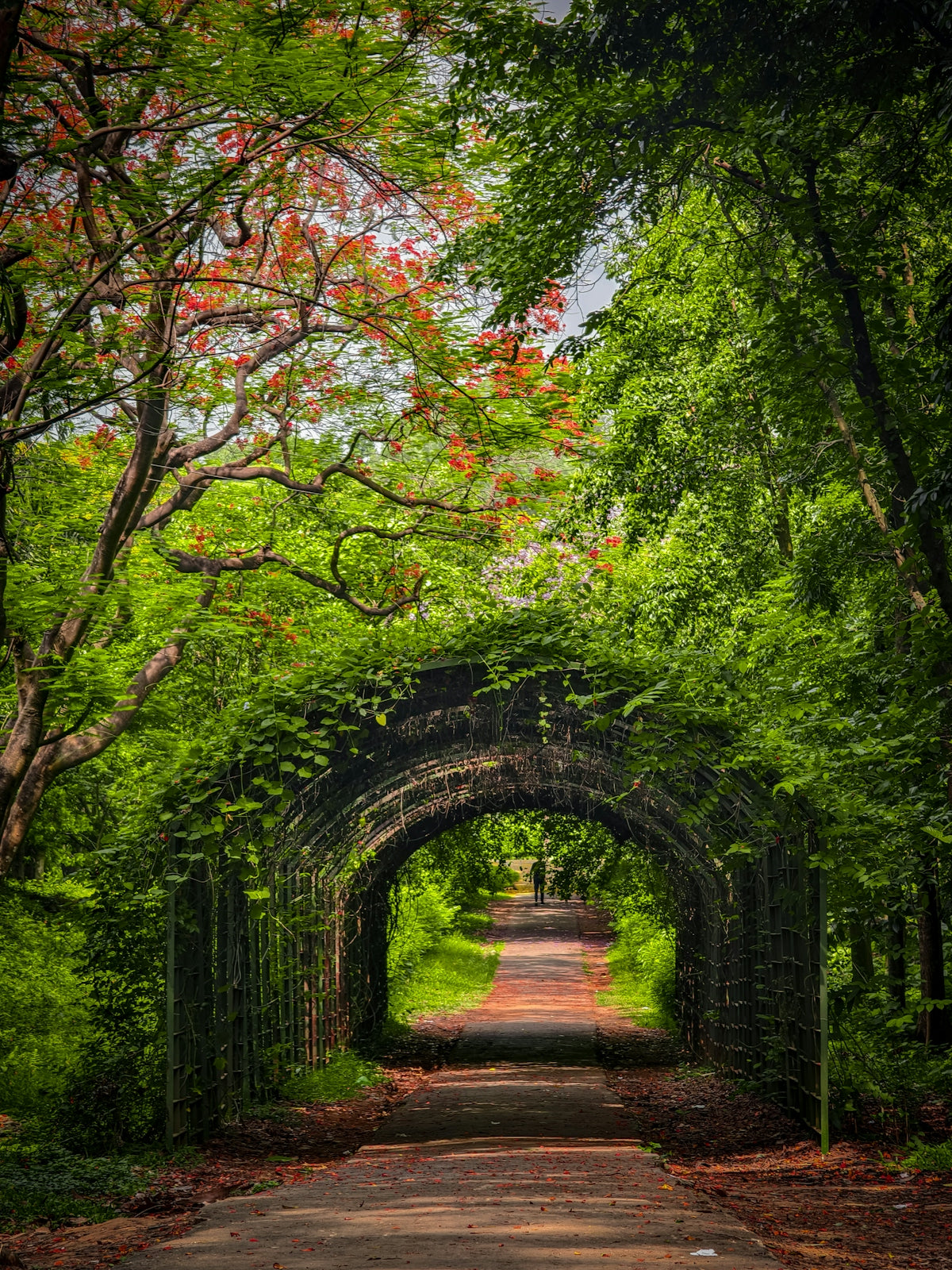 a pathway in the middle of a lush green forest