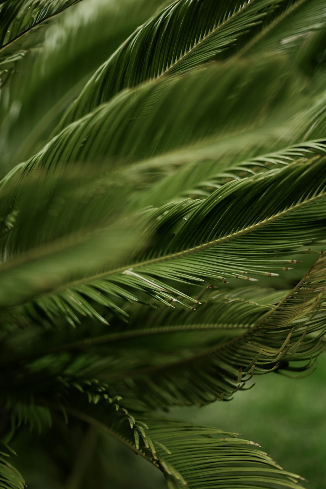 a close up of a green palm tree
