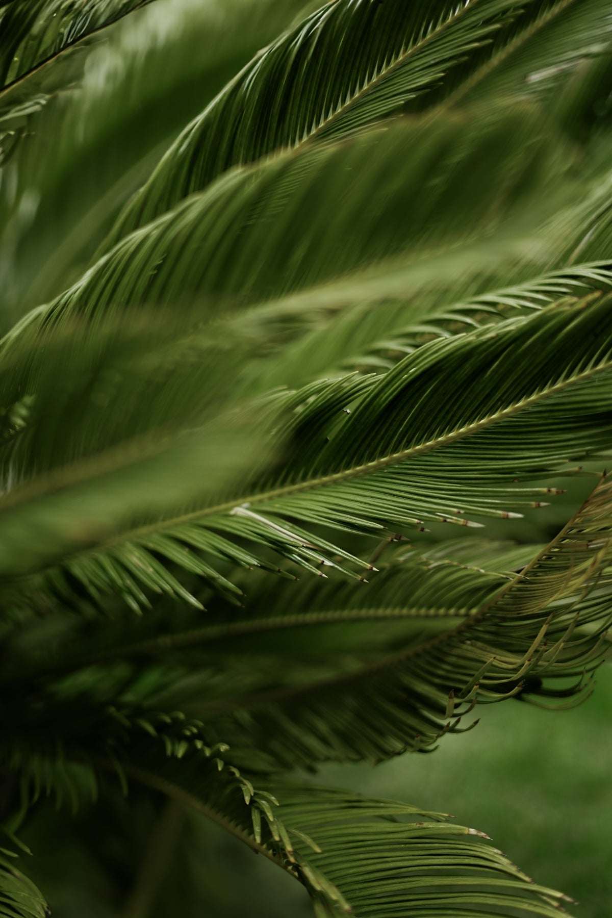 a close up of a green palm tree