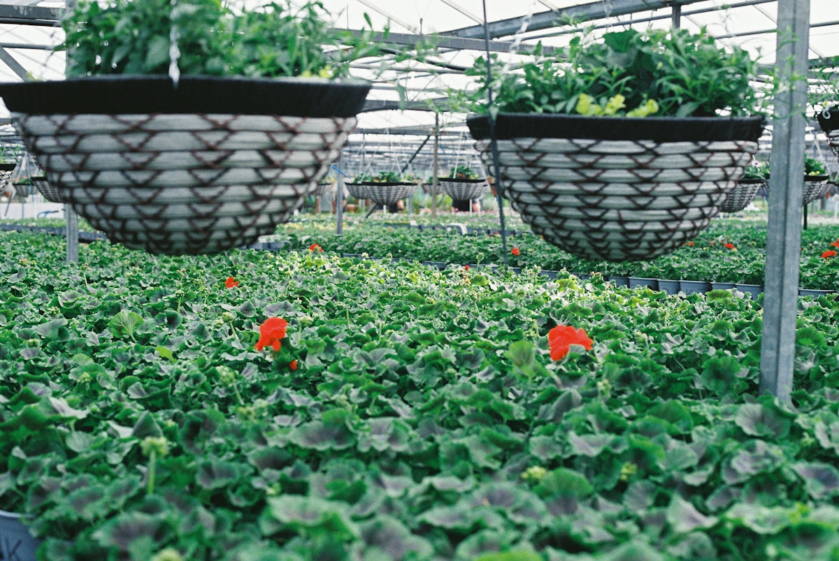 Hanging baskets above rows of green plants