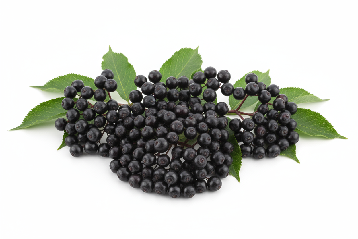 Elderberry
